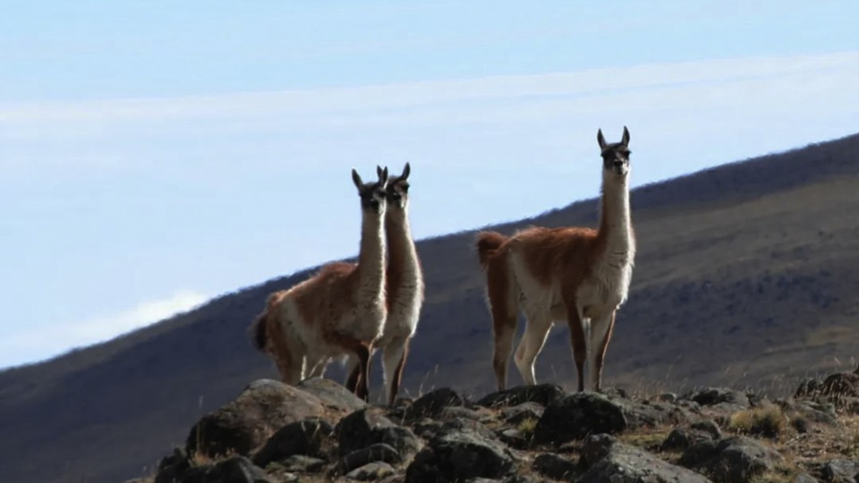 Según los ruralistas hay más de un millón de guanacos en la región.