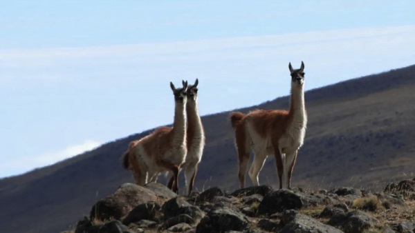 Según los ruralistas hay más de un millón de guanacos en la región.