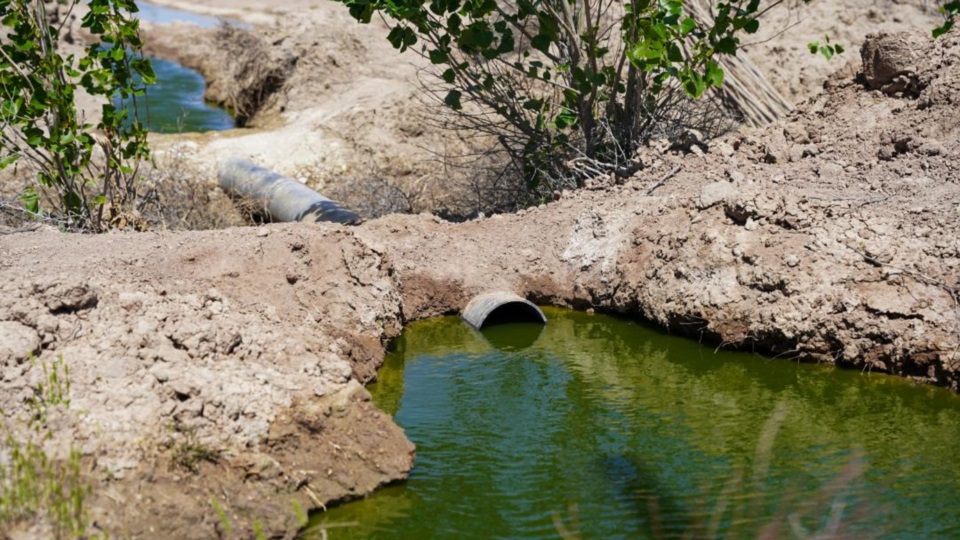 El agua de reúso sirve para un esquema forestal.