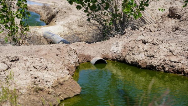 El agua de reúso sirve para un esquema forestal.