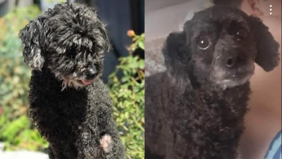 Perla, la perra de la izquierda, aún no fue encontrada. Chopo, el de la derecha, apareció horas después en otro barrio.