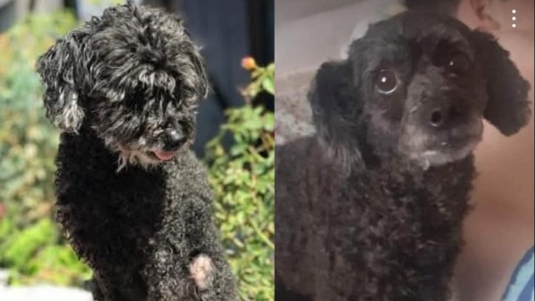 Perla, la perra de la izquierda, aún no fue encontrada. Chopo, el de la derecha, apareció horas después en otro barrio.