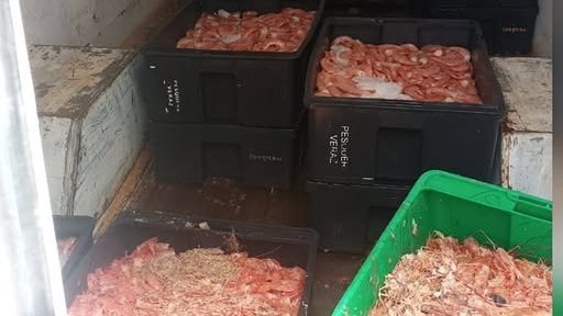 Los langostinos y sus residuos fueron incautados.