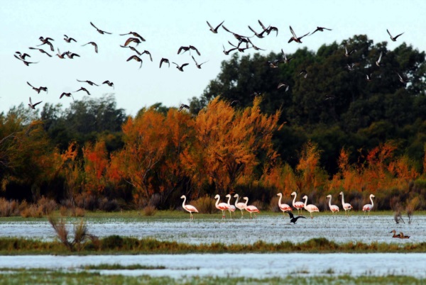 Una imagen característica, una postal de los humedales en el valle de Río Negro.