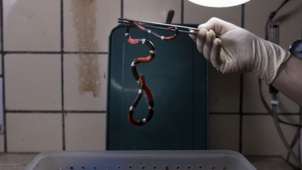 Los antiofídicos para la especie micrurus (Coral), la serpiente que el miércoles pasado mordió a dos jóvenes en la localidad neuquina del Centenario.