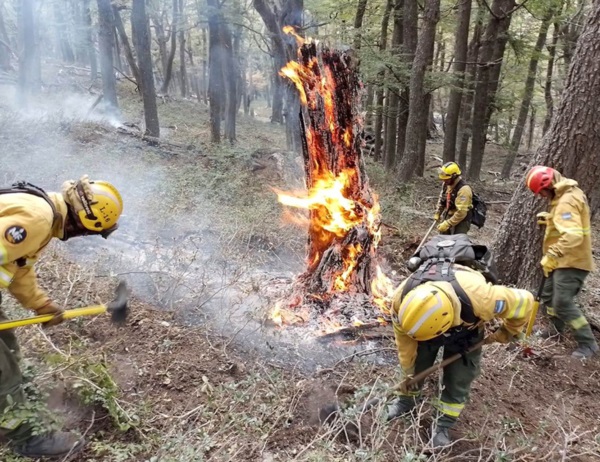 Arboles destruidos por el fuego. Los brigadistas no detienen su tarea.