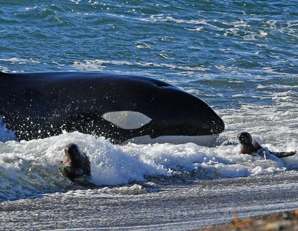 Naturaleza salvaje. Las orcas, siempre bajo la lupa de la ciencia. 