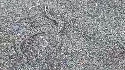 Invisible. La yarará ñata se camufló con el color de la arena.