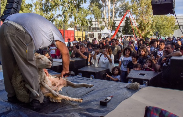 Durante la Muestra los productores hicieron demostración de habilidades camperas, como la esquila.