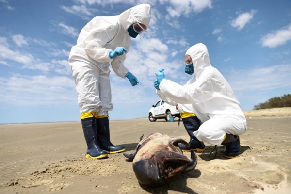 Investigadores toman muestras del tejido de un delfin hallado muerto en las costas del Brasil.