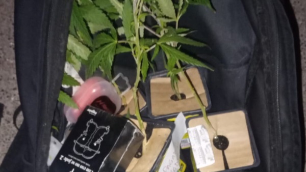 Los plantines de cannabis fueron recuperados.