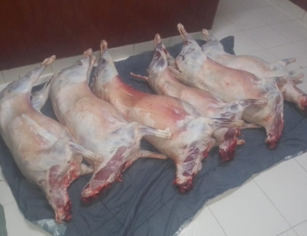 Los animales faenados fueron secuestrados en un operativo policial.