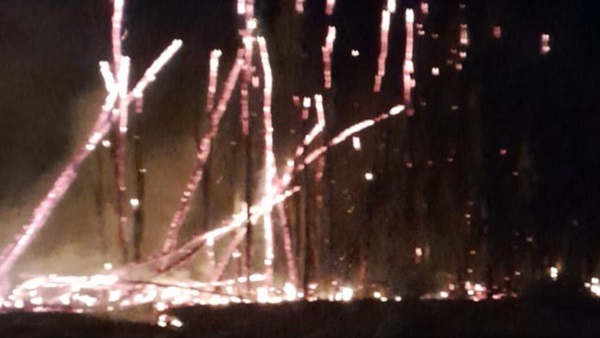 El fuego arrasó con dos líneas de árboles en 200 metros lineales.
