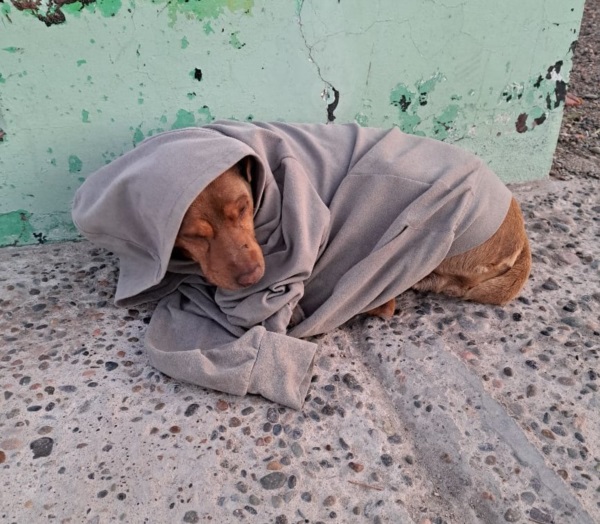 Este perrito lo encontraron en la plaza Alfredo García de Trelew.
