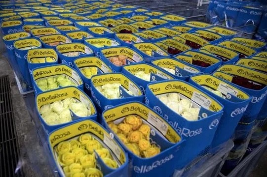 Rosas empacadas para su exportación en la florícola "Bella Rosa", ubicada en Tabacundo, provincia de Pichincha, Ecuador.