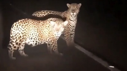 Fuente video: verdadesquemolestan / IG