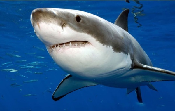 Tiburón blanco, ojo negro, ¿o pupila dilatada?