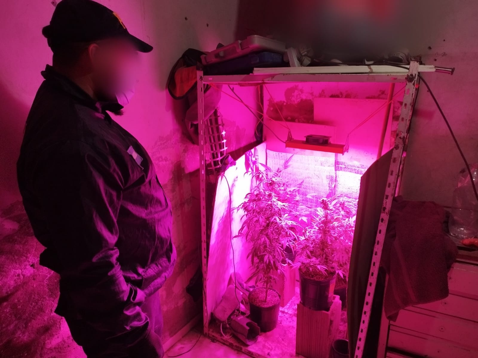 Cocaína, marihuana y un kit de cultivo "indoor" fueron incautados.