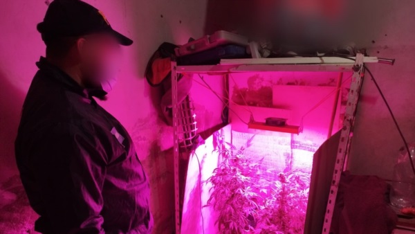 Cocaína, marihuana y un kit de cultivo "indoor" fueron incautados.