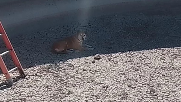 Con la sombra, se puede dimensionar la altura de la que cayó el perro