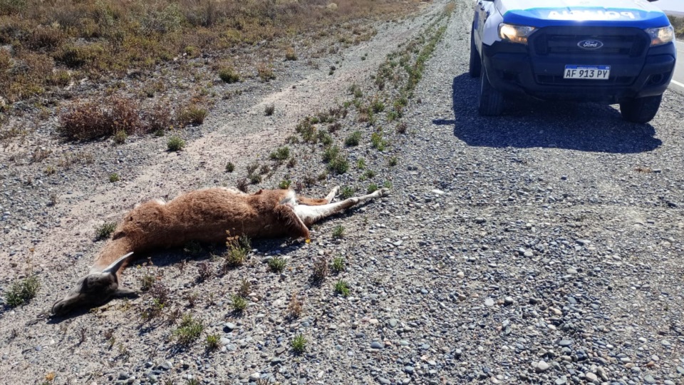 Tras impactar contra un rodado, el guanaco murió al instante.