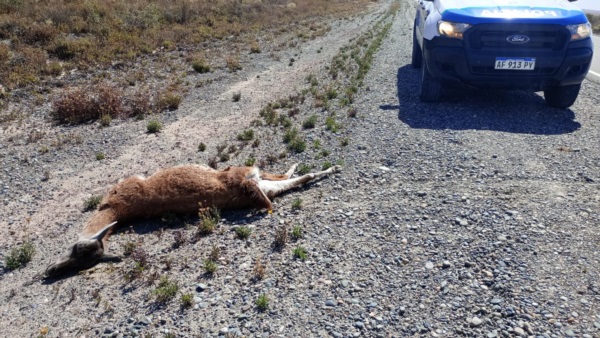 Tras impactar contra un rodado, el guanaco murió al instante.