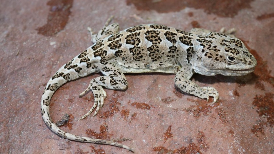 Nueva especie de lagartija endémica de la zona noroeste de la Patagonia.