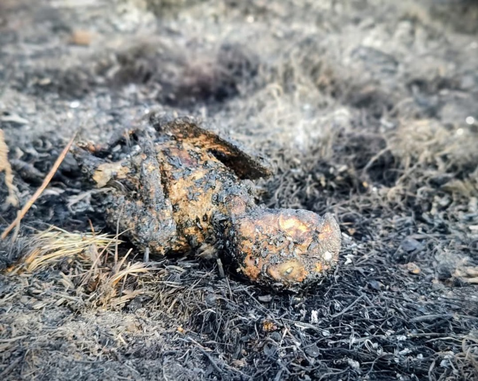 El loro recibió la descarga eléctrica y cayó al pasto con fuego en su cuerpo.