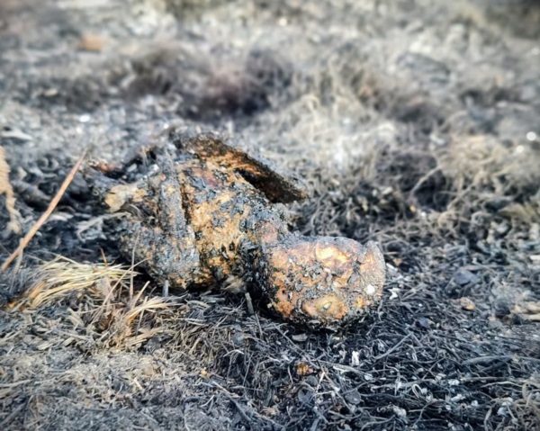 El loro recibió la descarga eléctrica y cayó al pasto con fuego en su cuerpo.