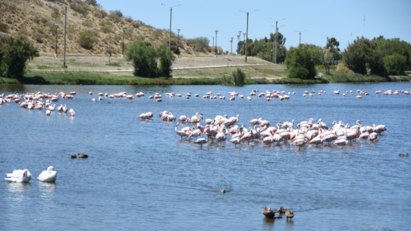 Fotografía Norman Evans- Jornada/ Laguna Cacique Chiquichano Trelew 