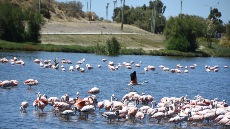 Fotografía Norman Evans- Jornada/ Laguna Cacique Chiquichano Trelew