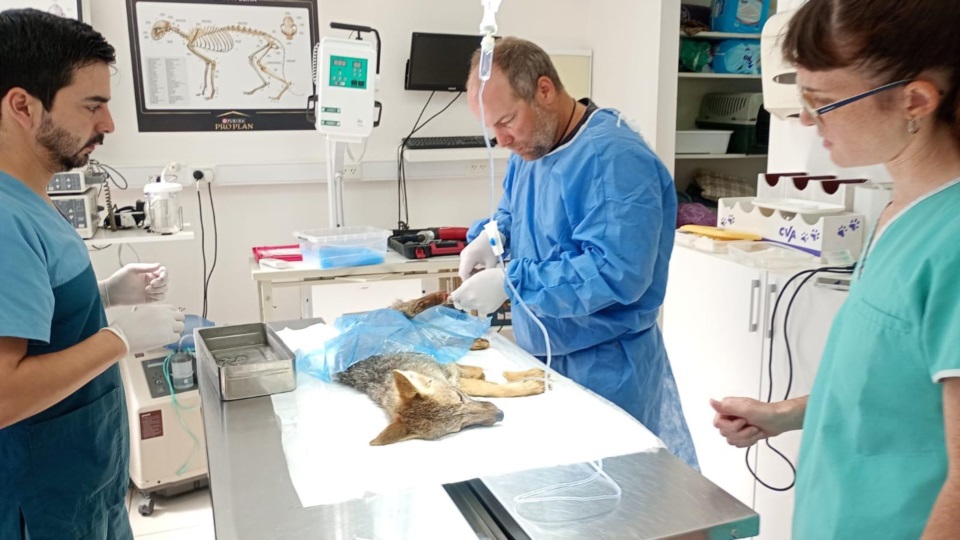 Momento en que el animal es intervenido quirúrgicamente.
