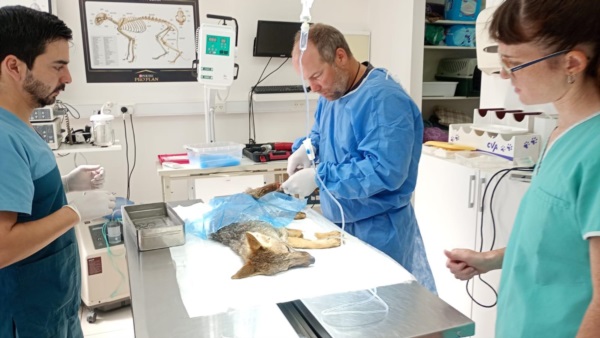 Momento en que el animal es intervenido quirúrgicamente.