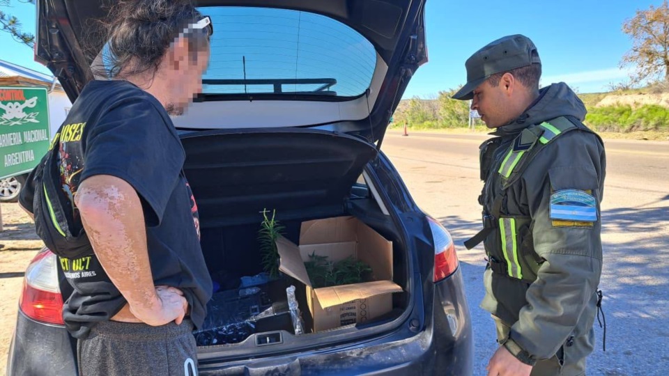 Plantines y semillas de marihuana llevados en el baúl del vehículo.