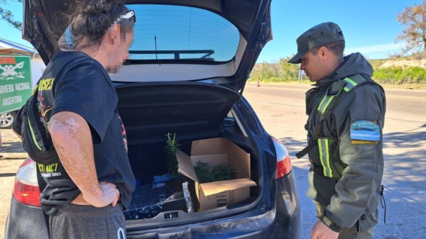 Plantines y semillas de marihuana llevados en el baúl del vehículo.