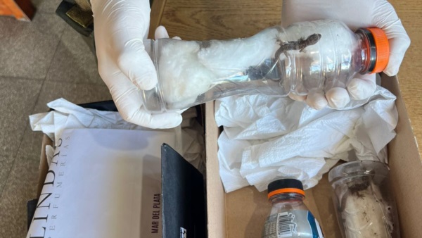 Los lagartos iban ocultos en botellas y dentro de una caja de encomienda.