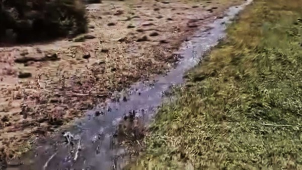 Estancia “El Correntoso”, Zona Paso Roballos, cerca de Los Antiguos en la provincia de Santa Cruz. La tucura se come el verdín.