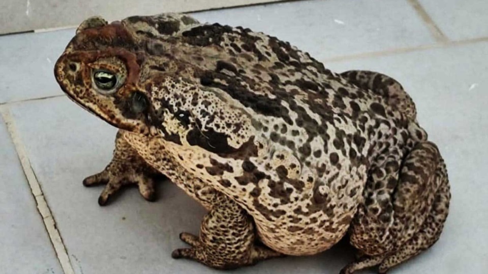 El sapo de caña (Cane Toad), una especie que segrega una toxina altamente peligrosa para perros y gatos.