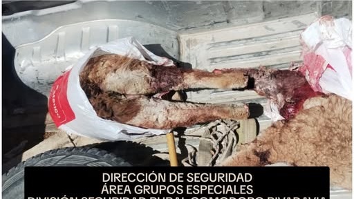 El guanaco faenado fue incautado por la Policía.