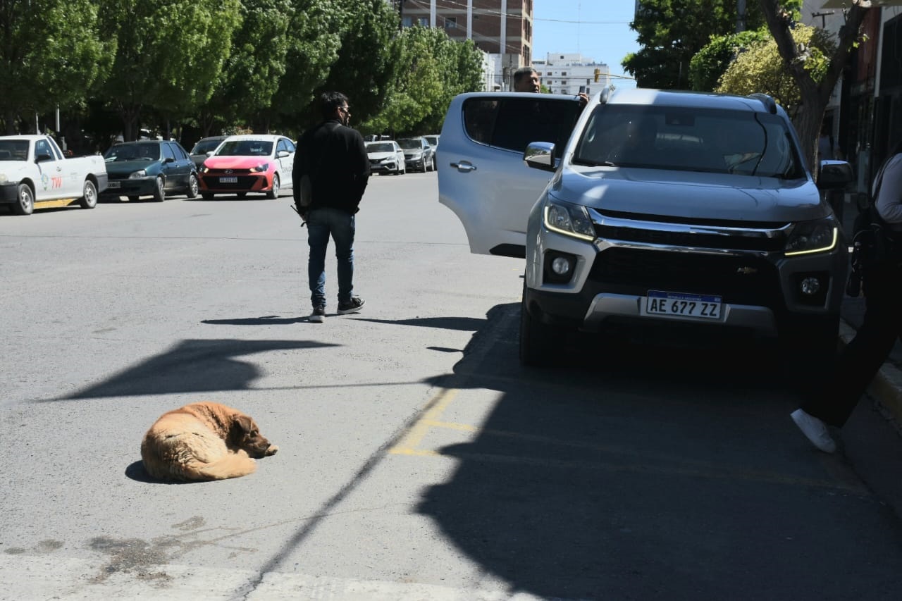 De acá no me muevo. El perro "piquetero", una atracción de Trelew.