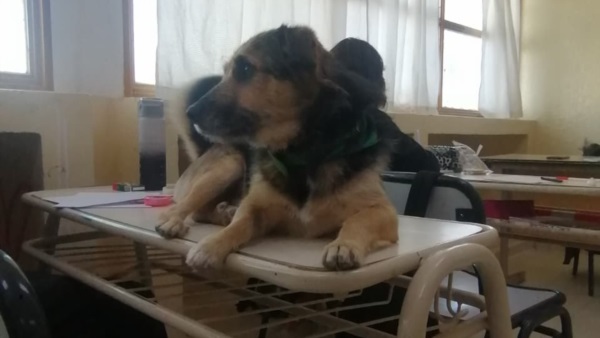 El can en el aula.