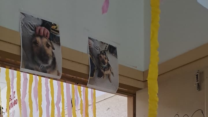 El perro de todos. En cada puerta aúlica.
