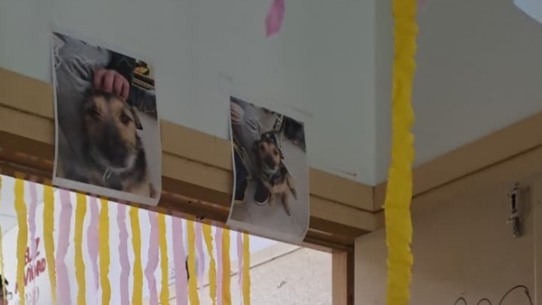 El perro de todos. En cada puerta aúlica.