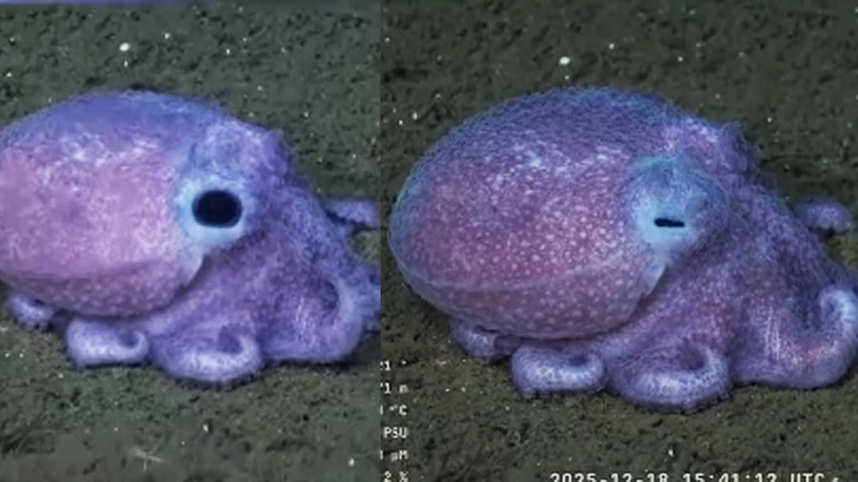 Después de la estrella culona apareció este adorable pulpito que enamoró a todos.
