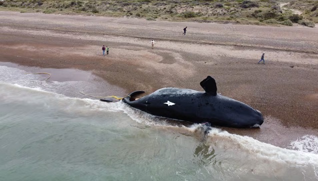 La mortandad de ballenas, en el foco. (Foto: Daniel Feldman / Jornada)