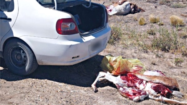Las piezas de guanaco halladas y decomisadas.