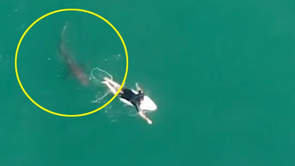 Los ataques a surfistas se han vuelto más frecuentes.