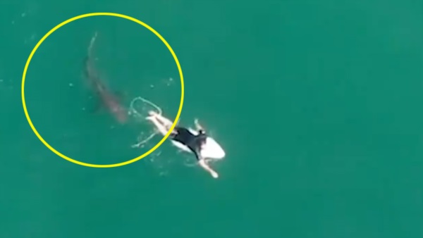 Los ataques a surfistas se han vuelto más frecuentes.