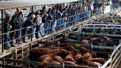 El mercado de Hacienda de Cañuelas ha sido señalado como uno de los ménos "transparentes" del país.
