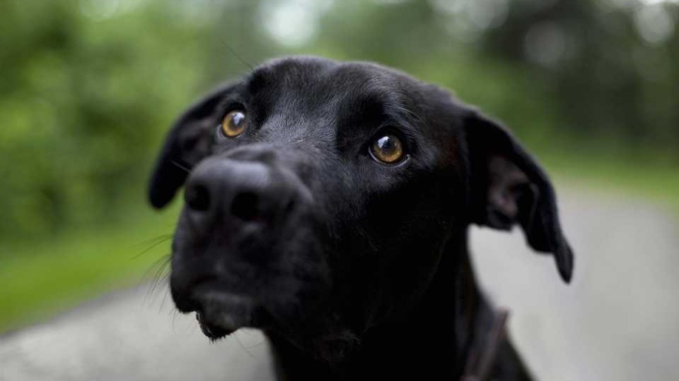 La muerte de tres perros son investigadas. / Foto ilustrativa.